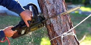 Best Tree Cabling and Bracing  in Ennis, TX