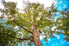 Best Root Management and Removal  in Ennis, TX