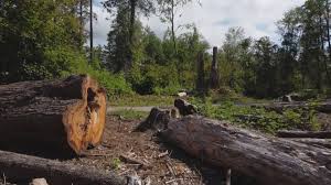 Best Mulching Services  in Ennis, TX