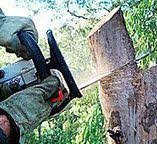 Best Tree Removal  in Ennis, TX