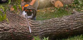 How Our Tree Care Process Works  in  Ennis, TX