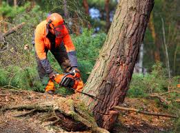 Best Fruit Tree Pruning  in Ennis, TX