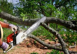 Best Arborist Consultation Services  in Ennis, TX