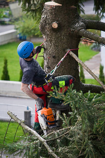Best Hazardous Tree Removal  in Ennis, TX