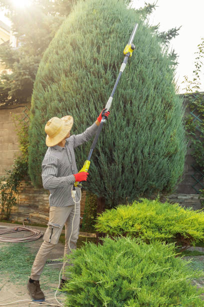 Leaf Removal in Ennis, TX