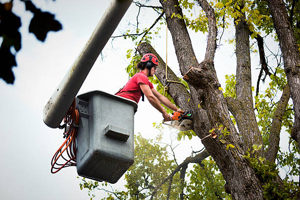  Ennis, TX Tree Services Pros
