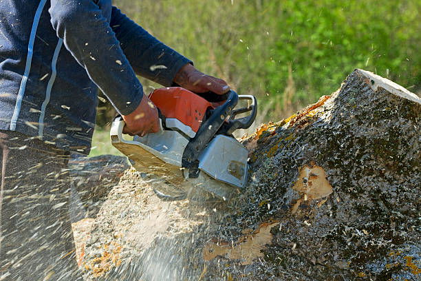 Best Lawn Maintenance Plans  in Ennis, TX