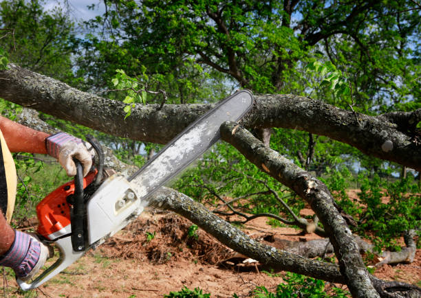 Reliable Ennis, TX Tree Services Solutions